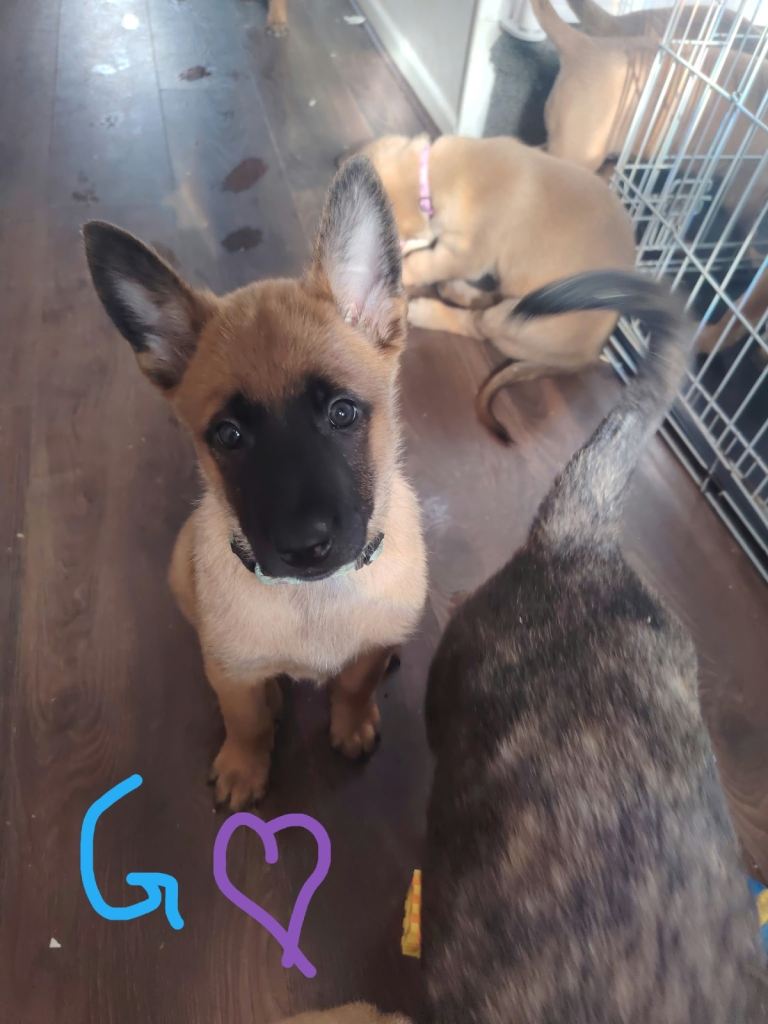 Belgian Malinois x Dutch herder puppies 