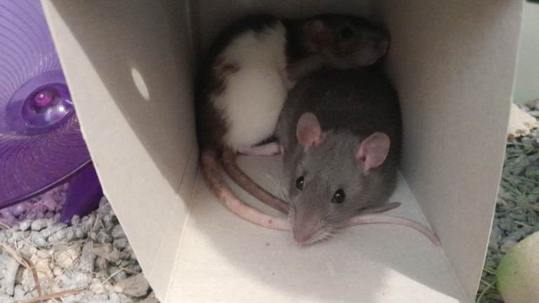 Two bonded female rats