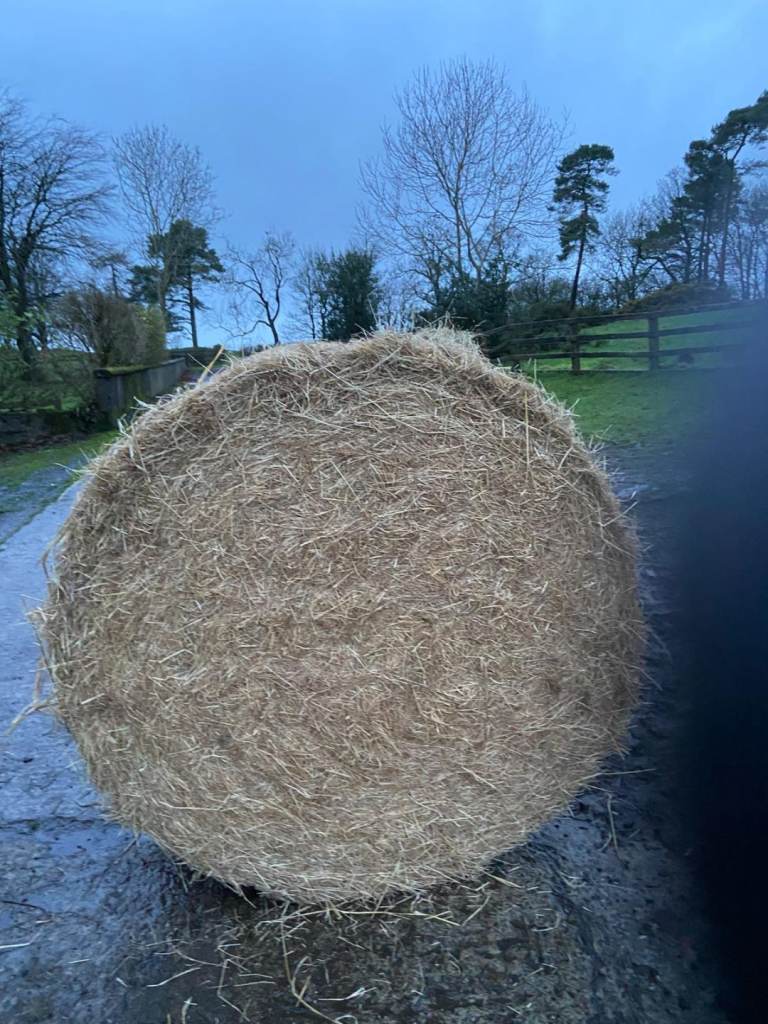 Hay for sale