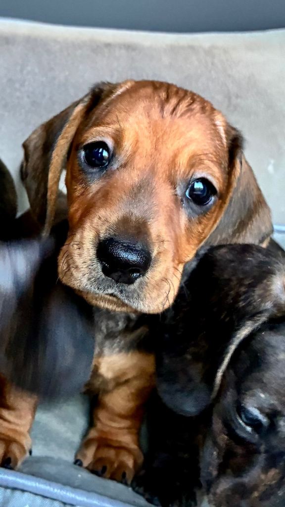 Mini dachshund miniature 