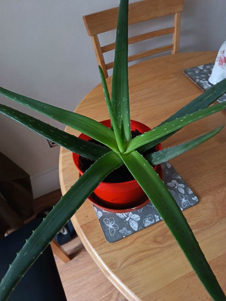 image for Aloe vera plant