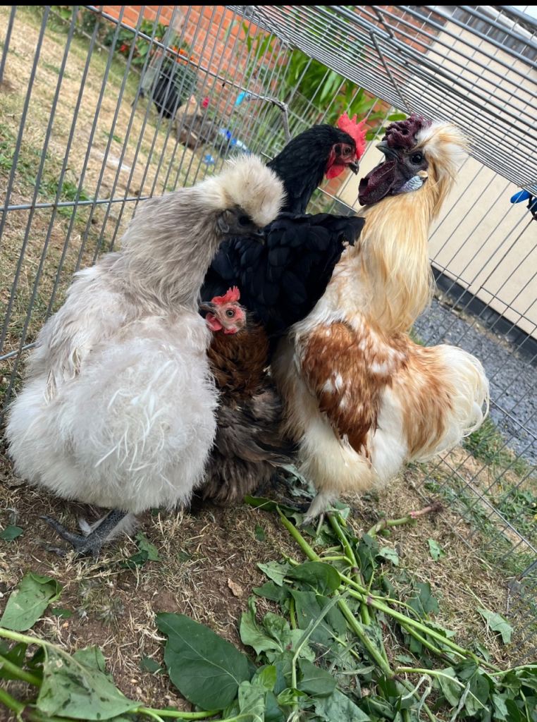 5 beautiful chickens. CAN NEGOTIATE PRICE!!!
