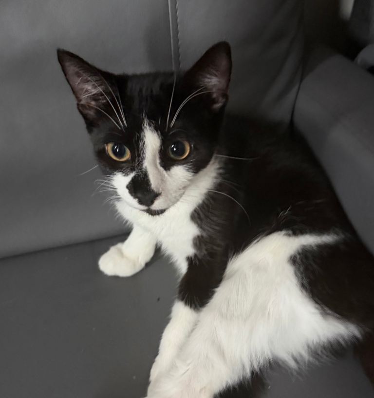Kitten