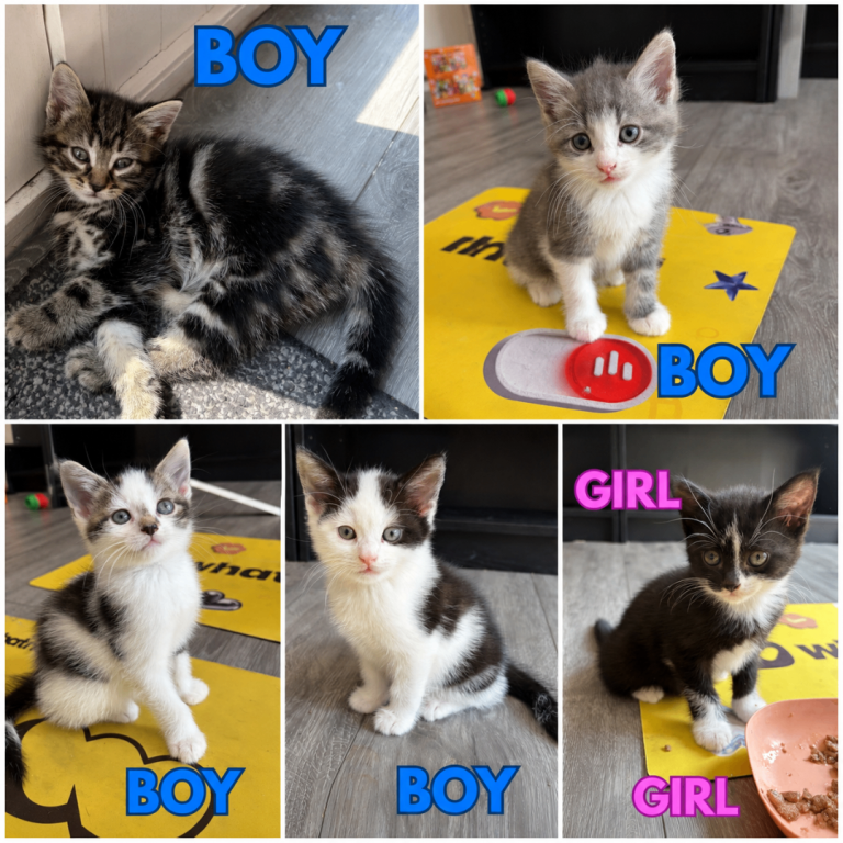2 Beautiful Playful Kittens - Mixed Litter - 1 Boys 1 Girl - Ready To Leave 6 Days