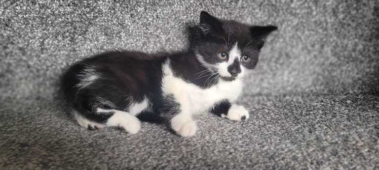 cute kittens are looking for their new home 