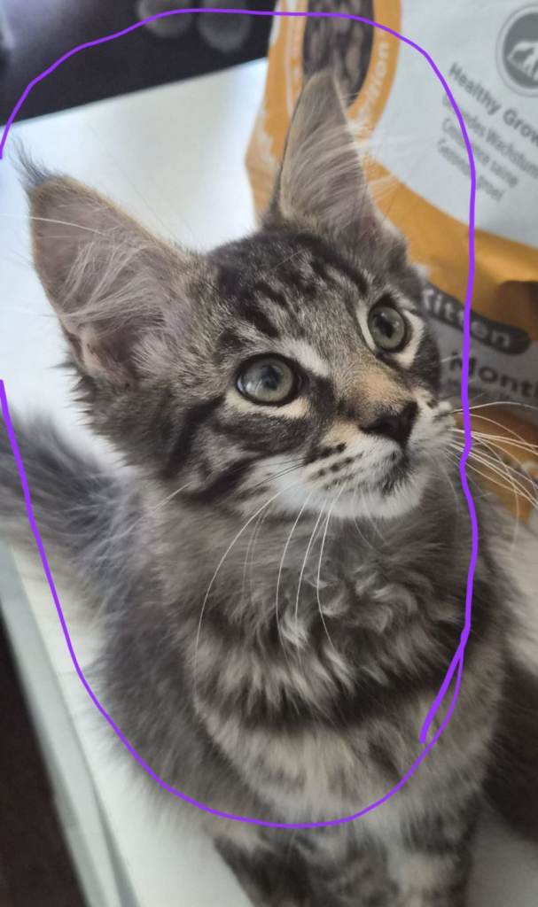 Mainecoon kittens 