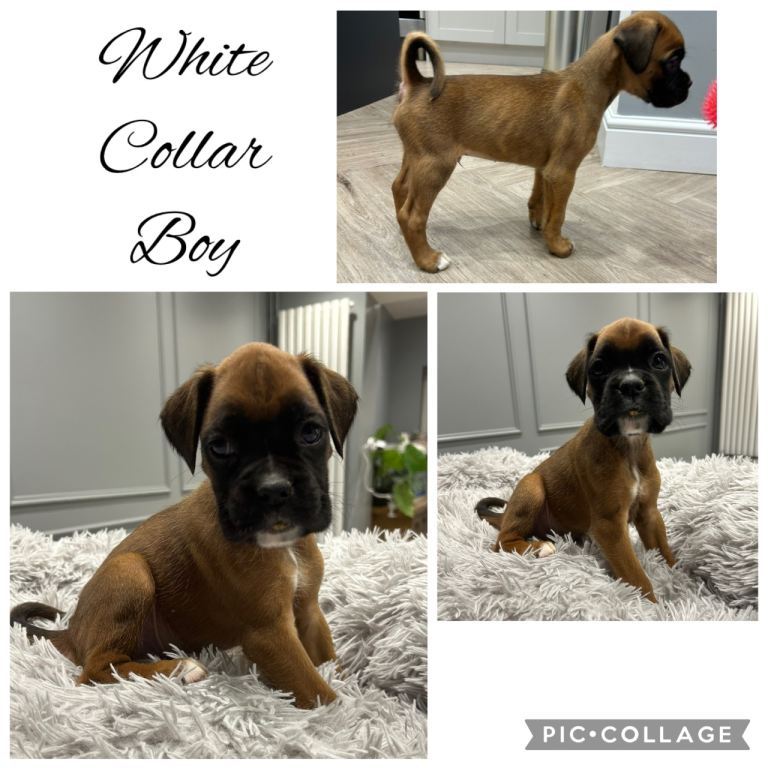 Gorgeous Boxer Boy Puppy - Pet Only 