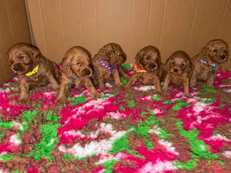 F1b Cockapoo Puppies
