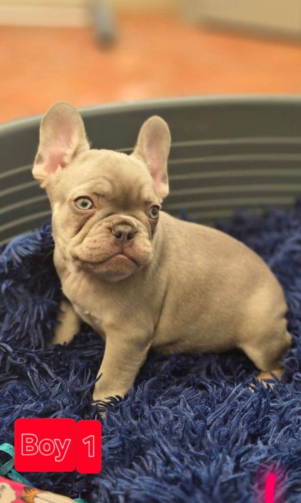 Frenchy fur babies 