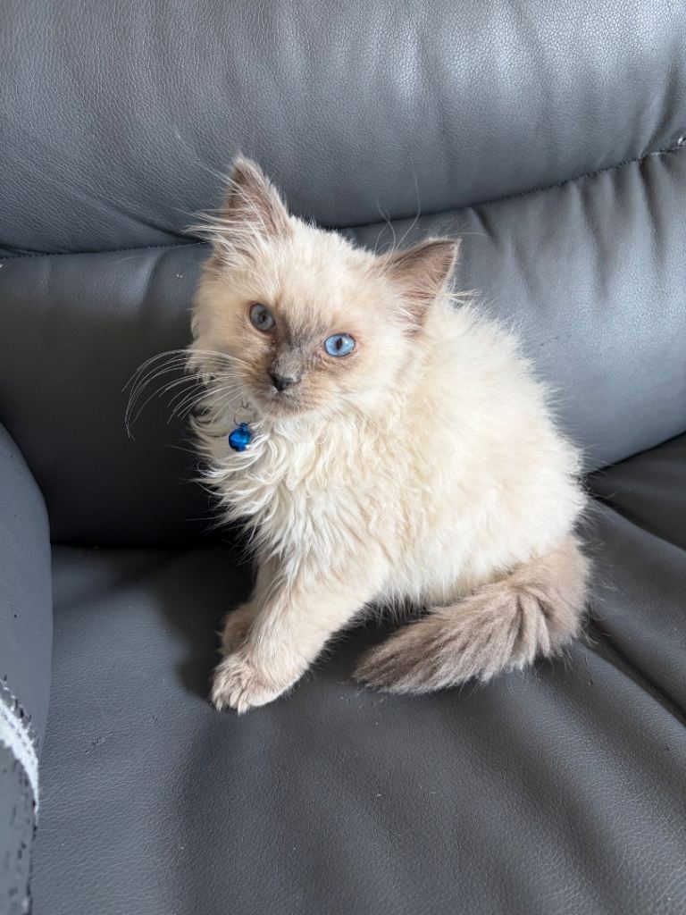 Ragdoll kitten