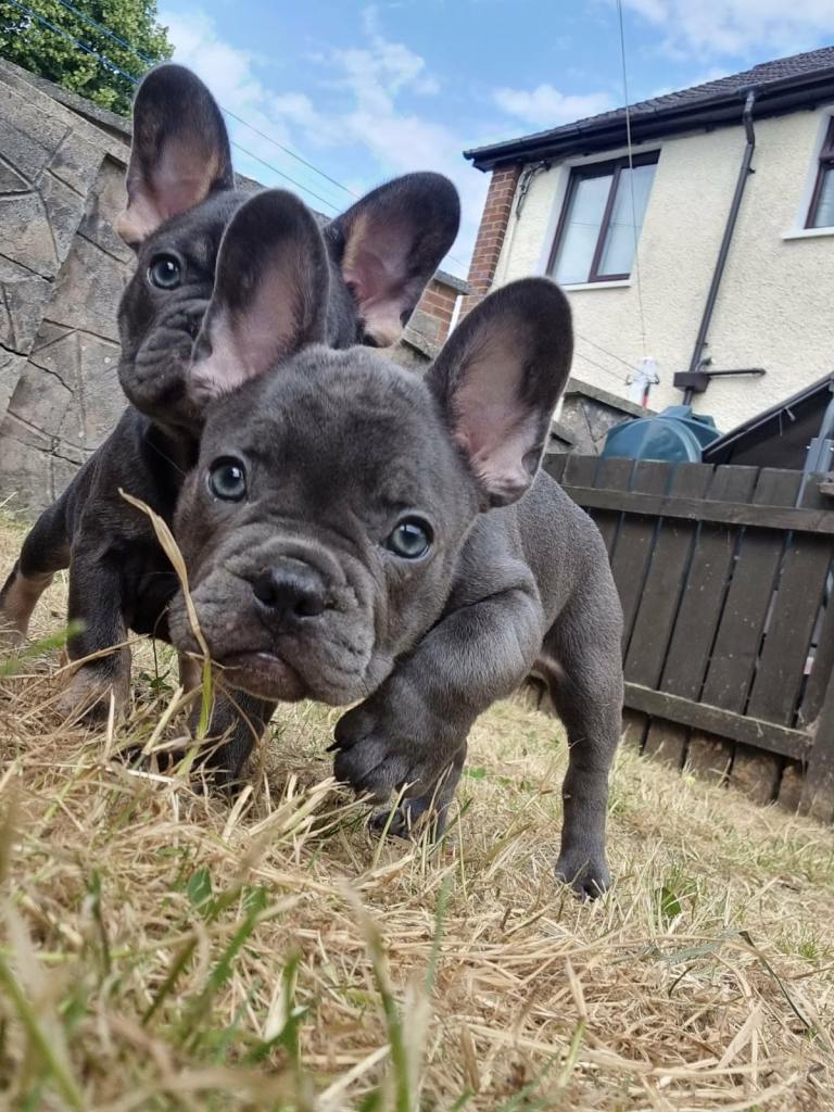 French Bulldog Puppies 