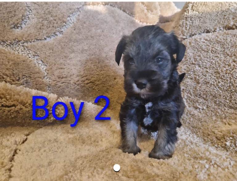 Miniature Schnauzer Puppies