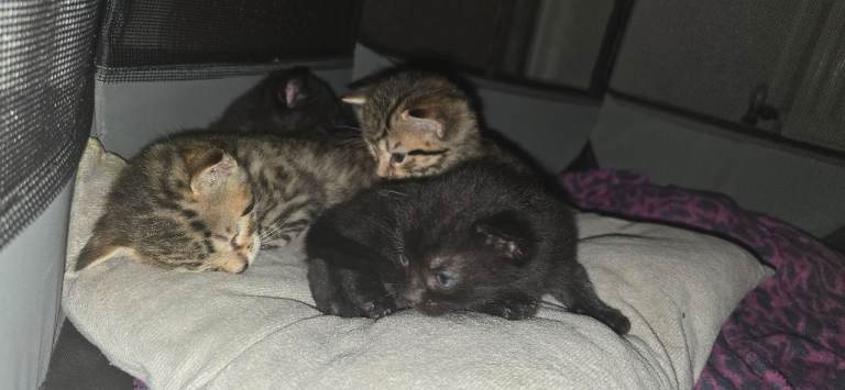 (ALL RESERVED) 4 Adorable Kittens 
