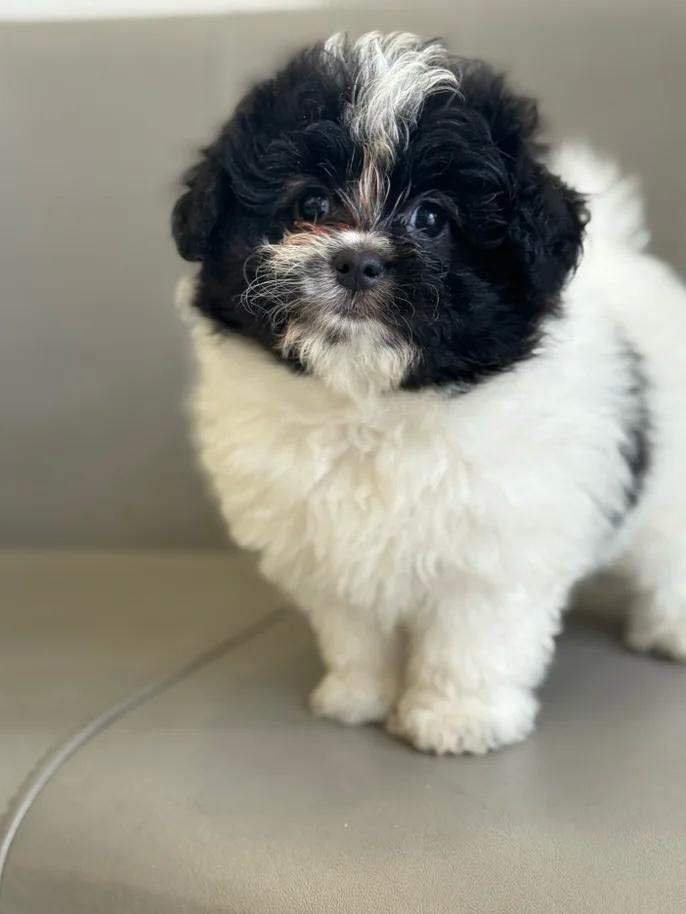 Miniature Pomapoo Maltipoo & Pomeranian Hybrid