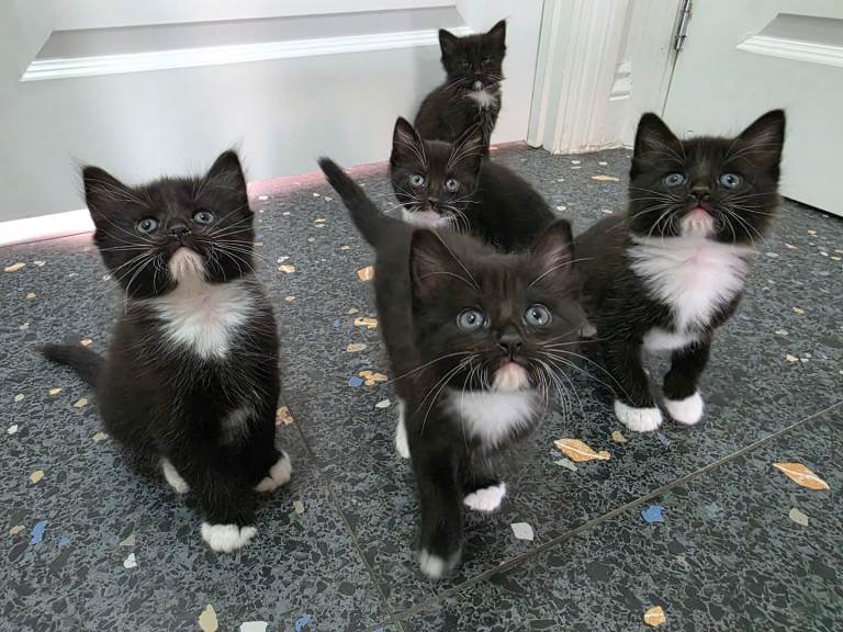 Kittens for sale 