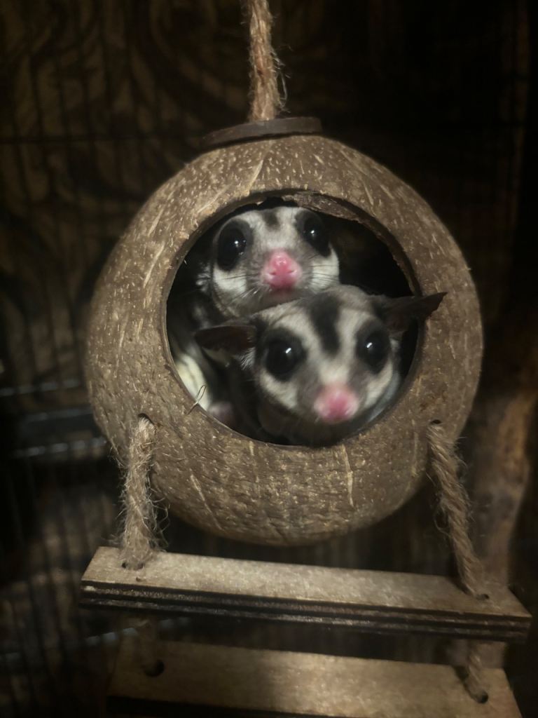 2 sugar gliders