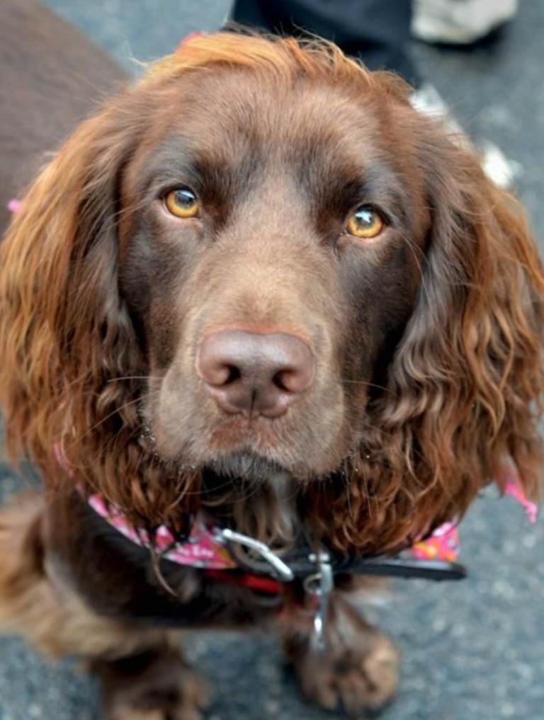 Springer spaniel