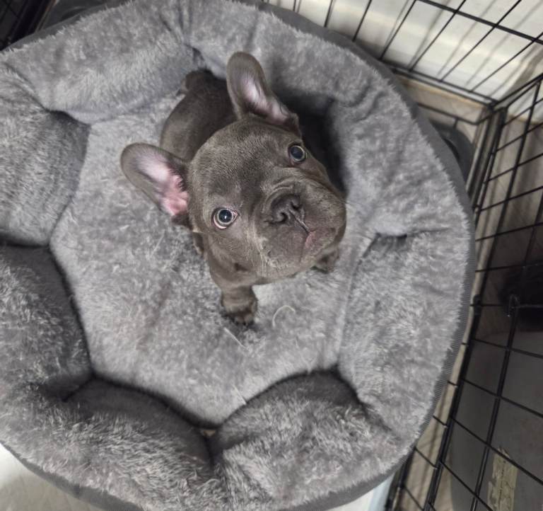 2 blue french bulldogs puppies. 