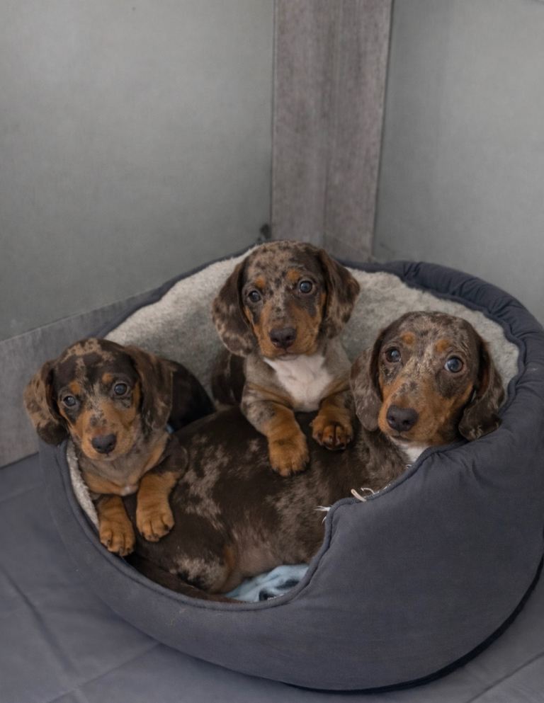 KC Reg Miniature Dachshund Puppies Chocolate Dapple 