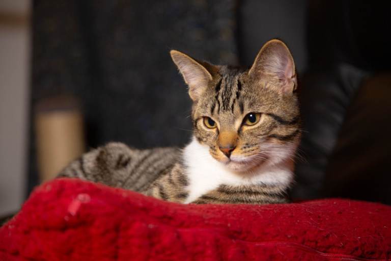 🐾 Two Adorable Cats Looking for Their Forever Home! 🐾