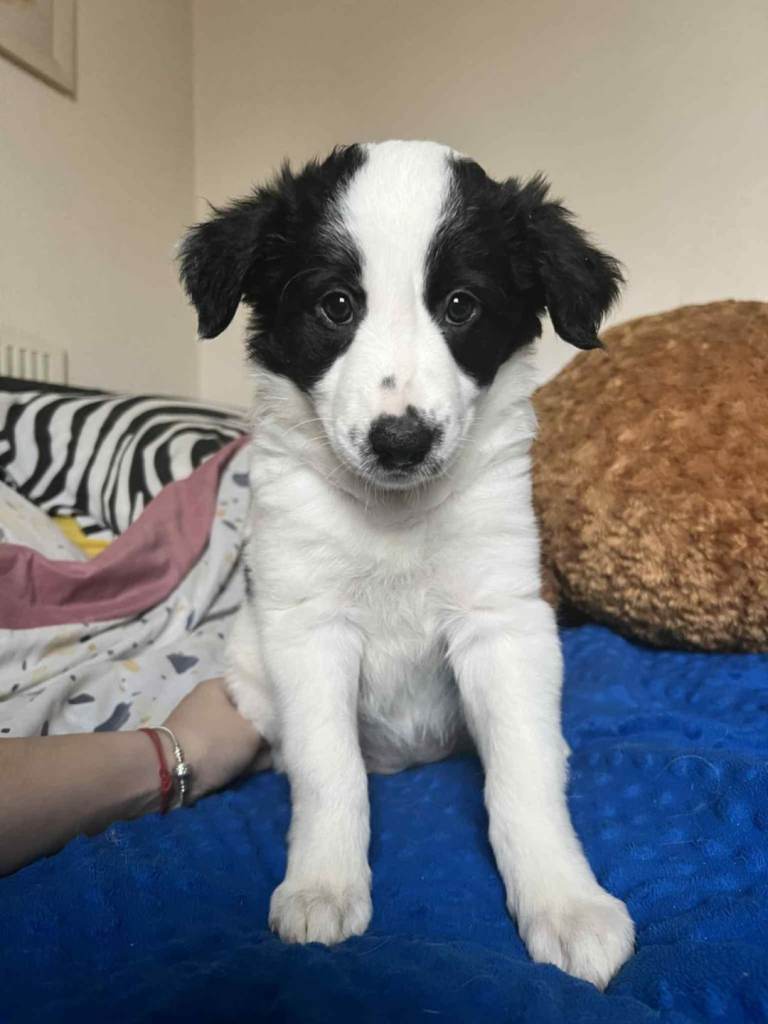 Border collie puppies 