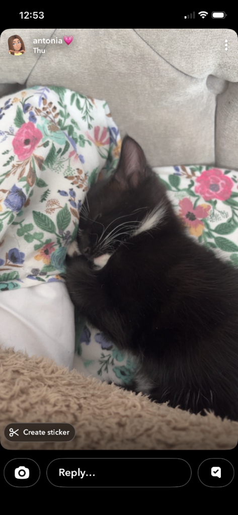 Kittens for Sale
