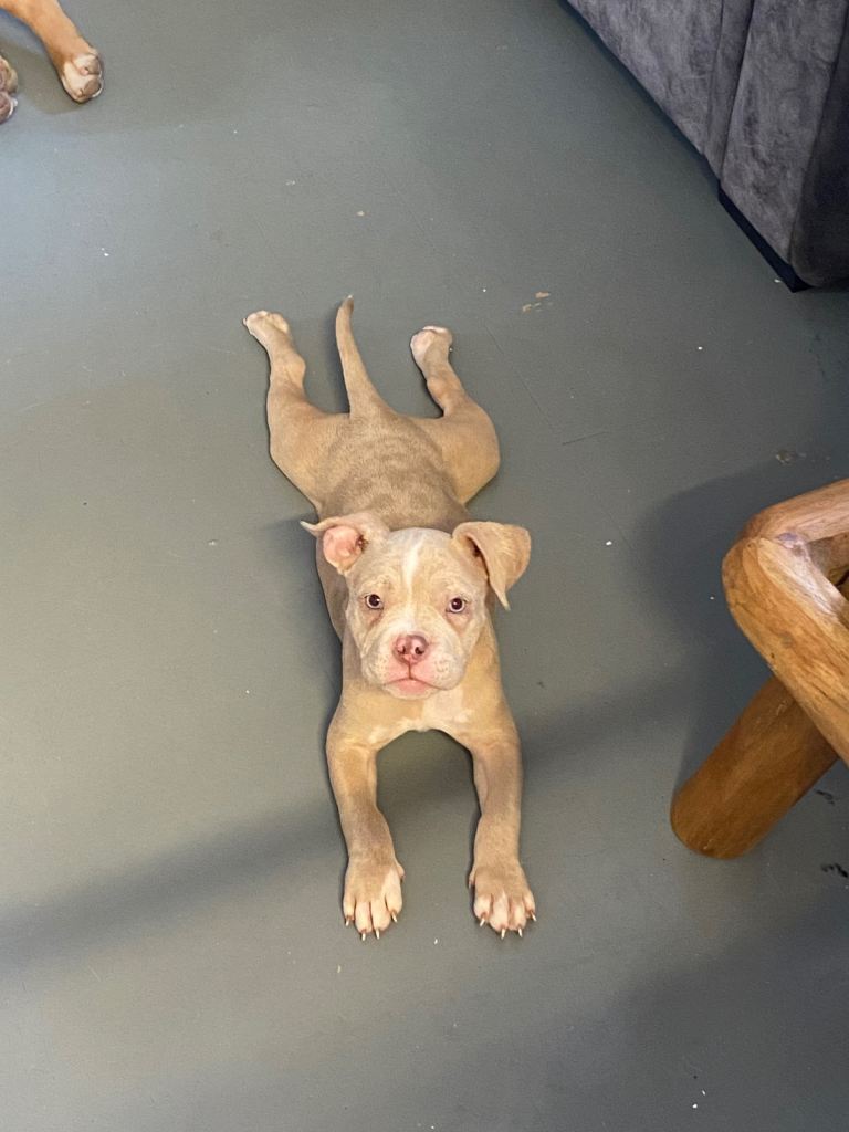 Pocket bully puppy