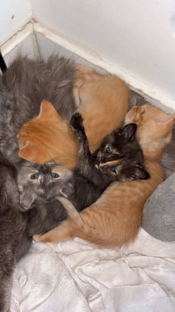 3 gorgeous RARE coloured Kittens 