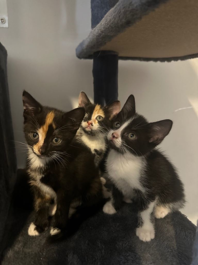 Calico mixed kittens 