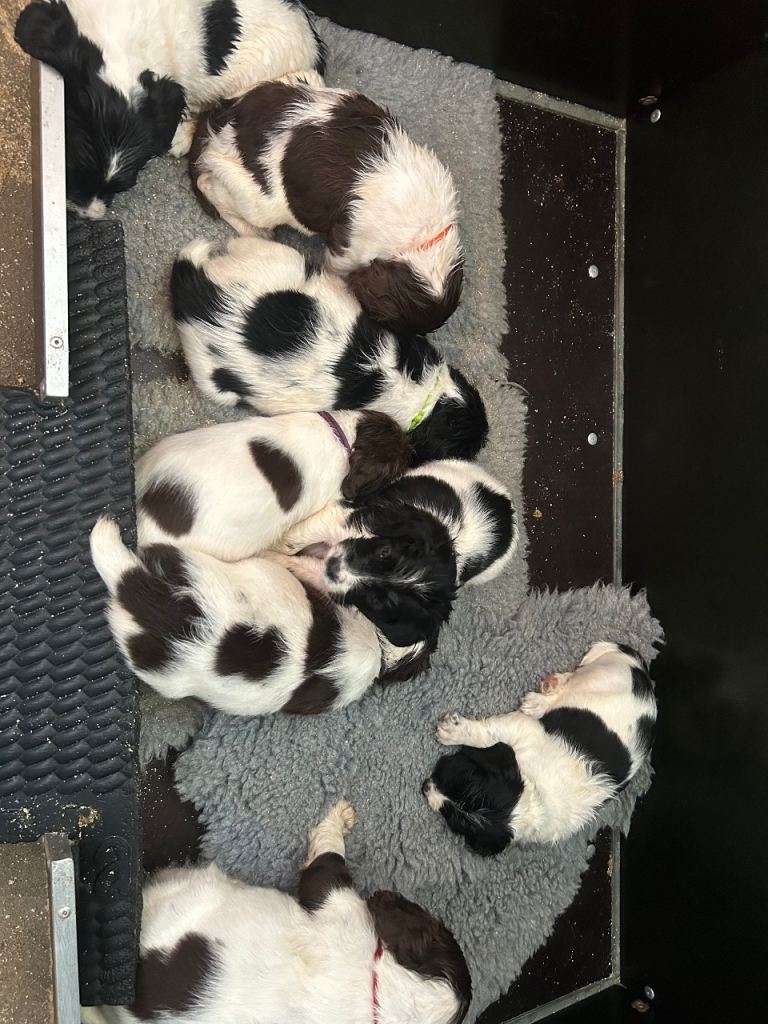 Springer Spaniel Puppies