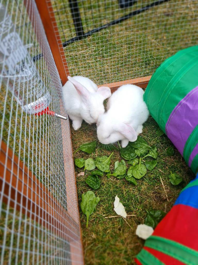 Beautiful Mini Lop white rabbits 