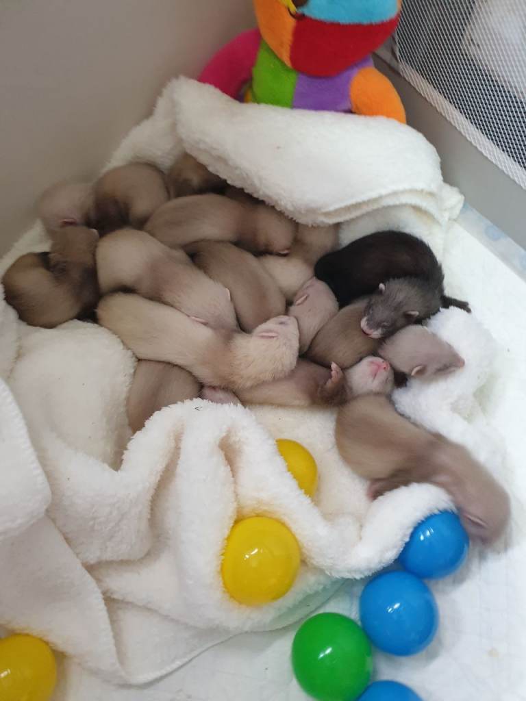 Baby ferrets small type 
