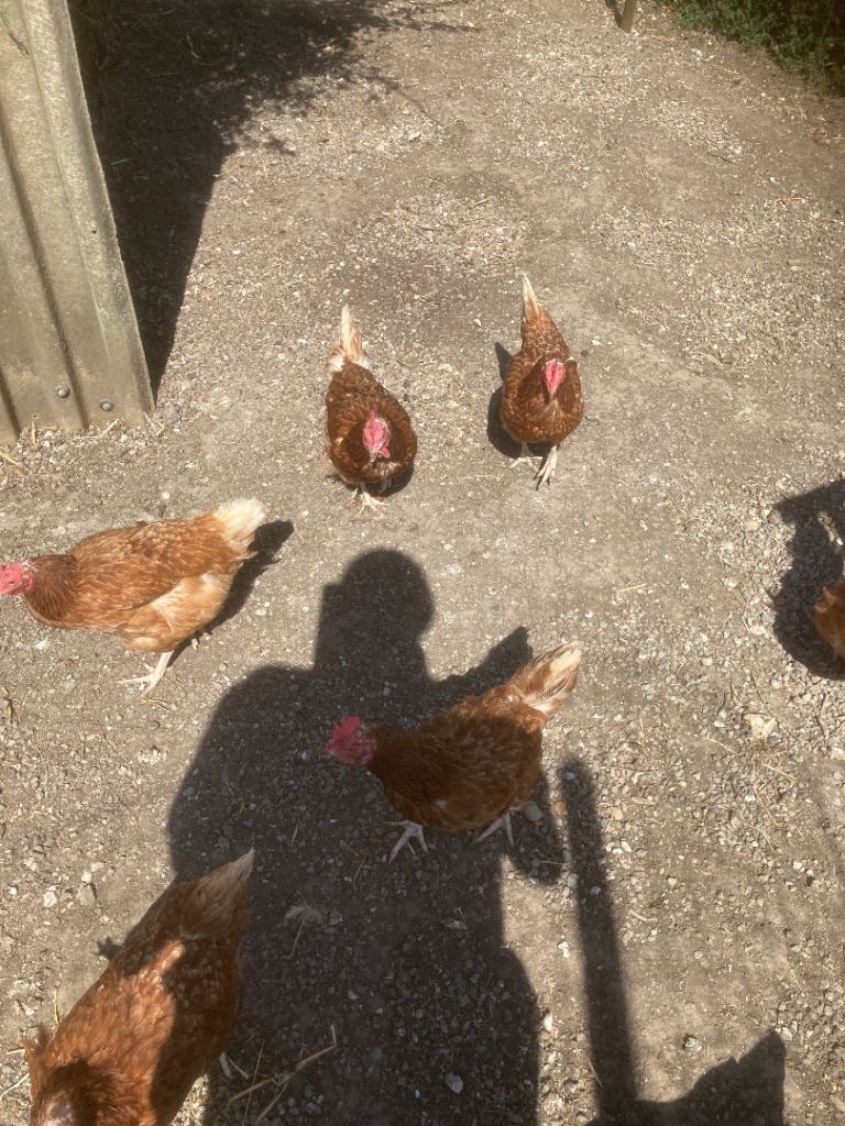 Chickens 