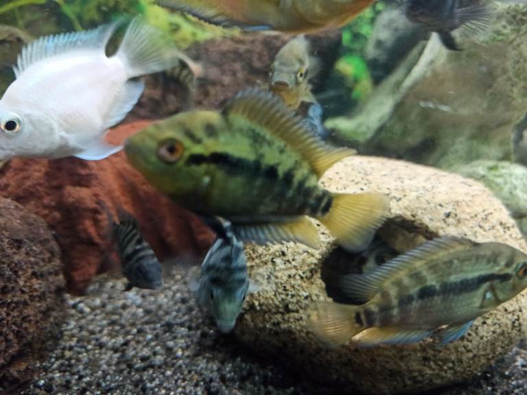 Tropical fishes cichlids