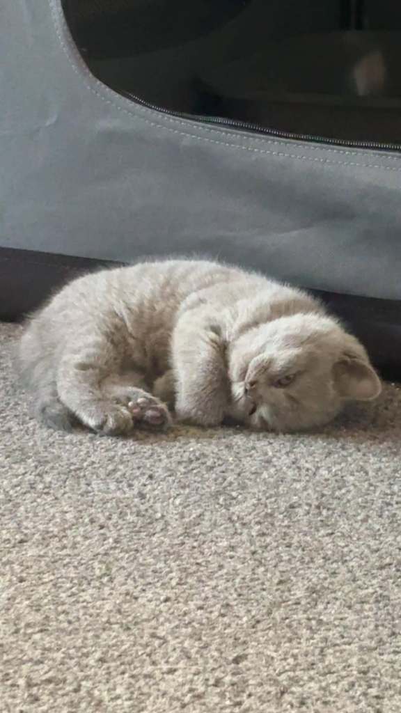100% Pure Pedigree chunky BSH kittens