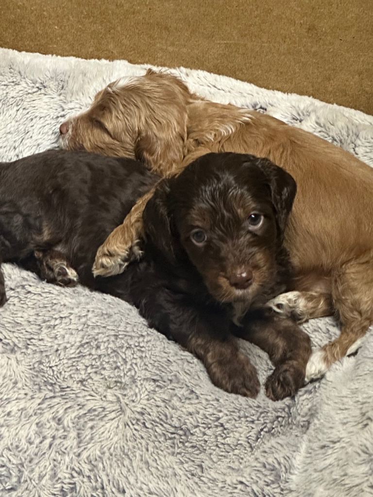 Gorgeous Cockerpoochons -last 3 boys now