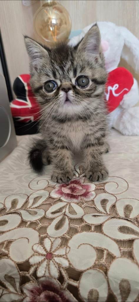 persian kittens