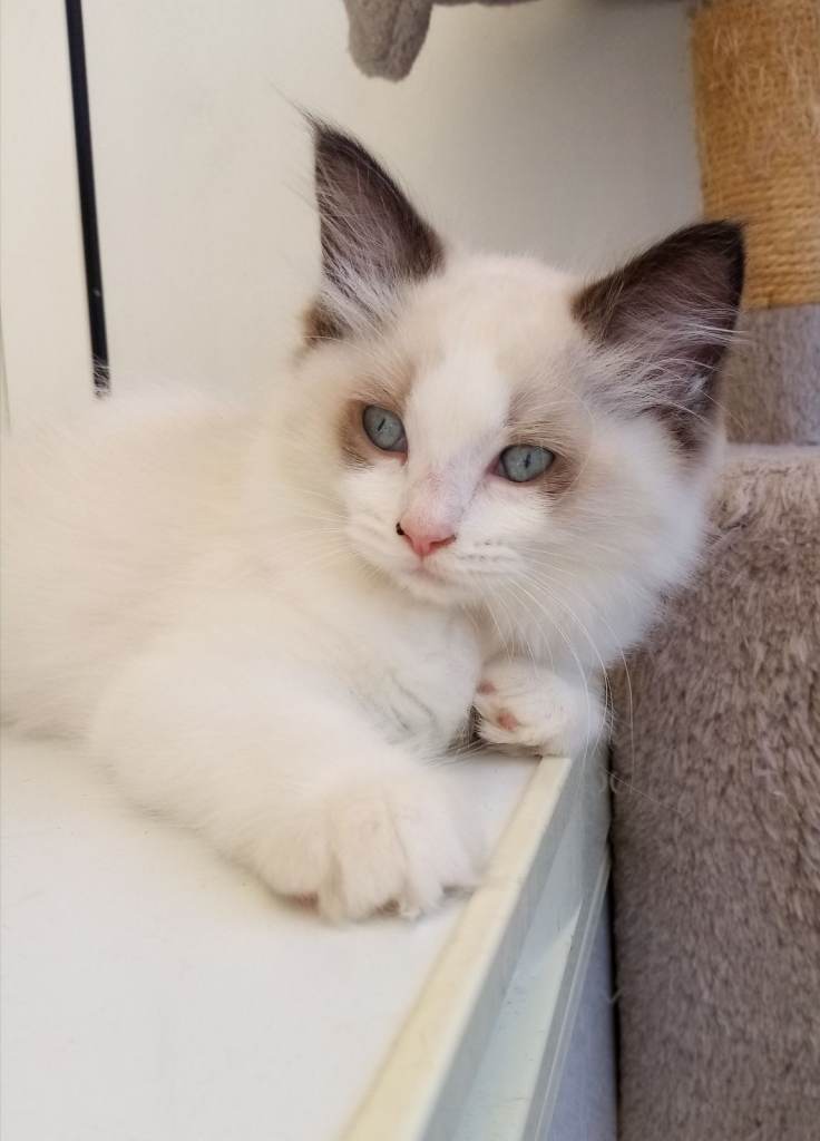Ragdoll kittens for sale