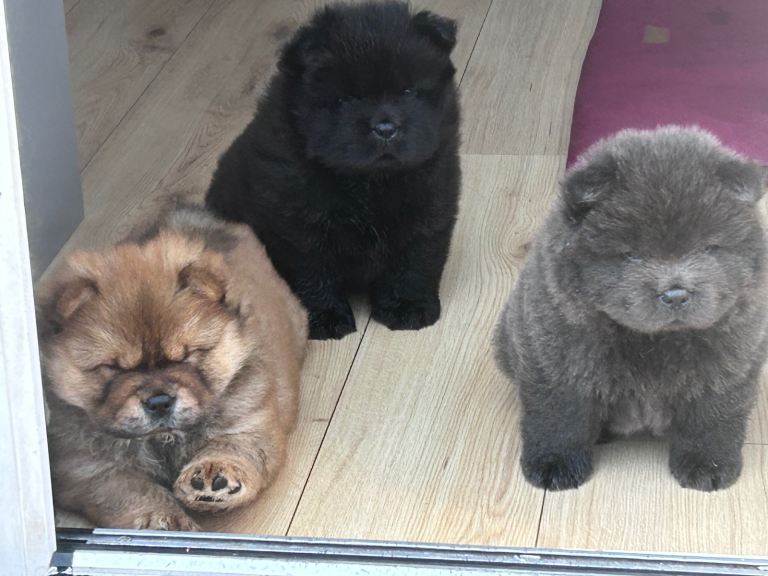 Chow chow Kc registered 