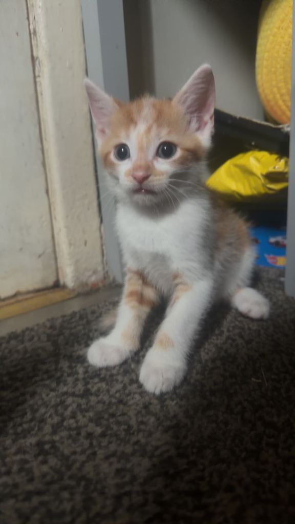 3 female kittens 