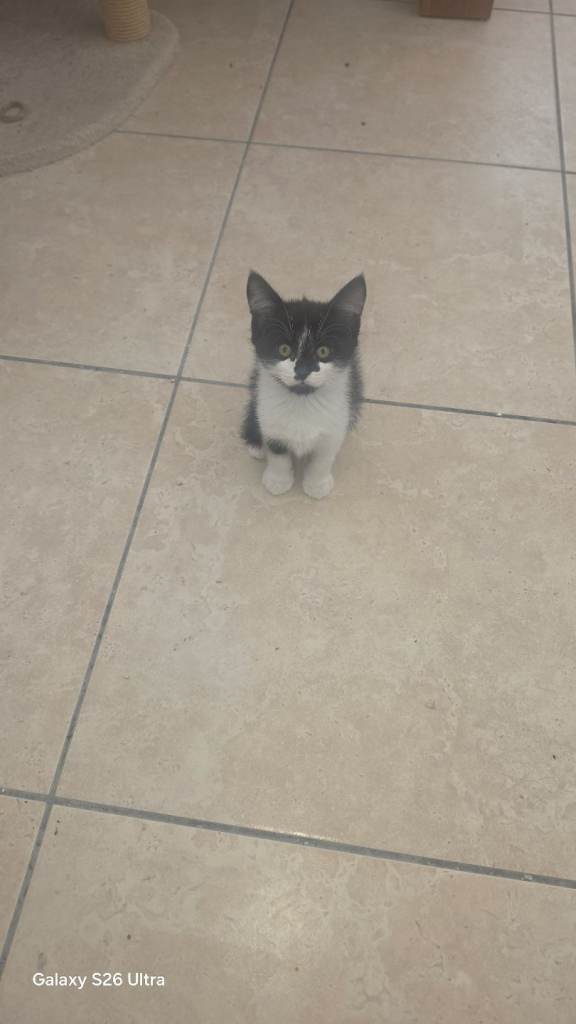 8weeks kittens 