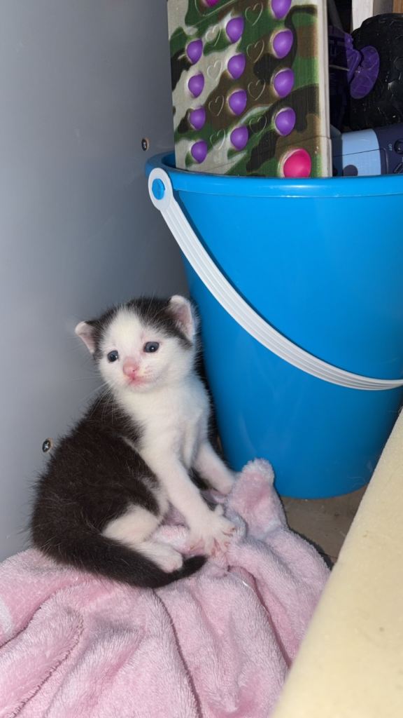 A beautiful male kitten