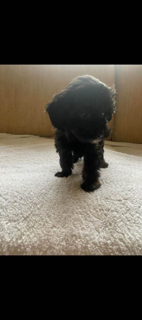 Beautiful black cockapoo puppy