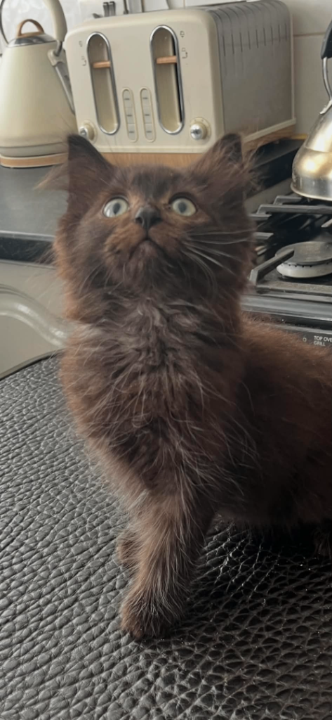 Maine coon xx kittens