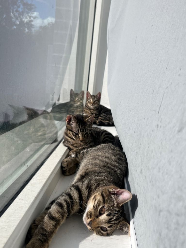 3 Beautiful Tabby Kittens