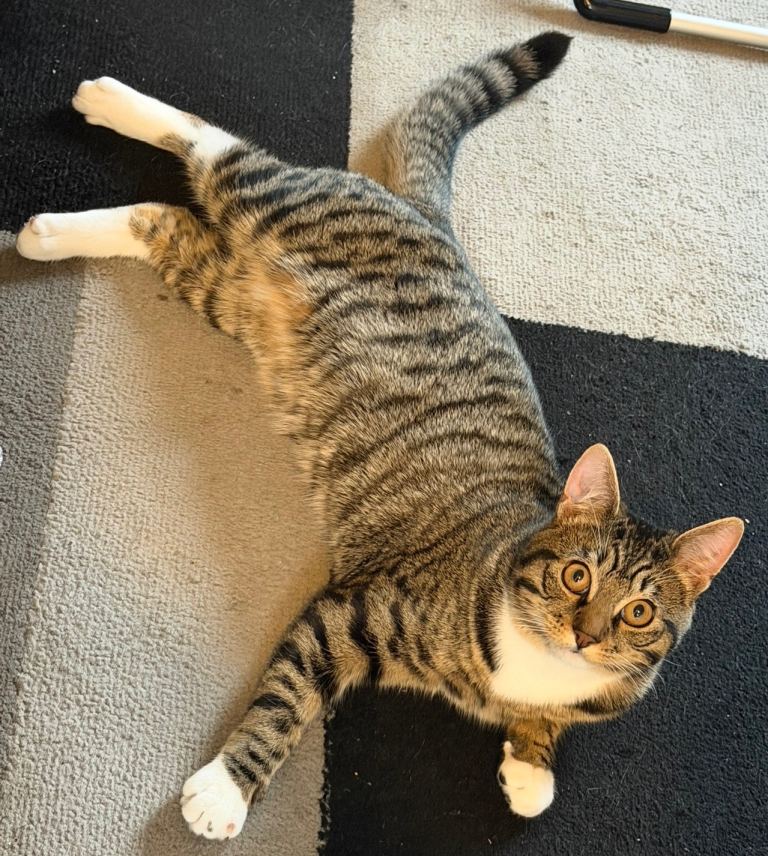 Kitten looking for a good home 