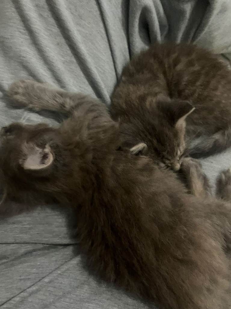 Kittens 8 weeks old