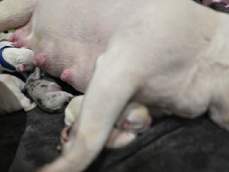 French bulldog puppies 