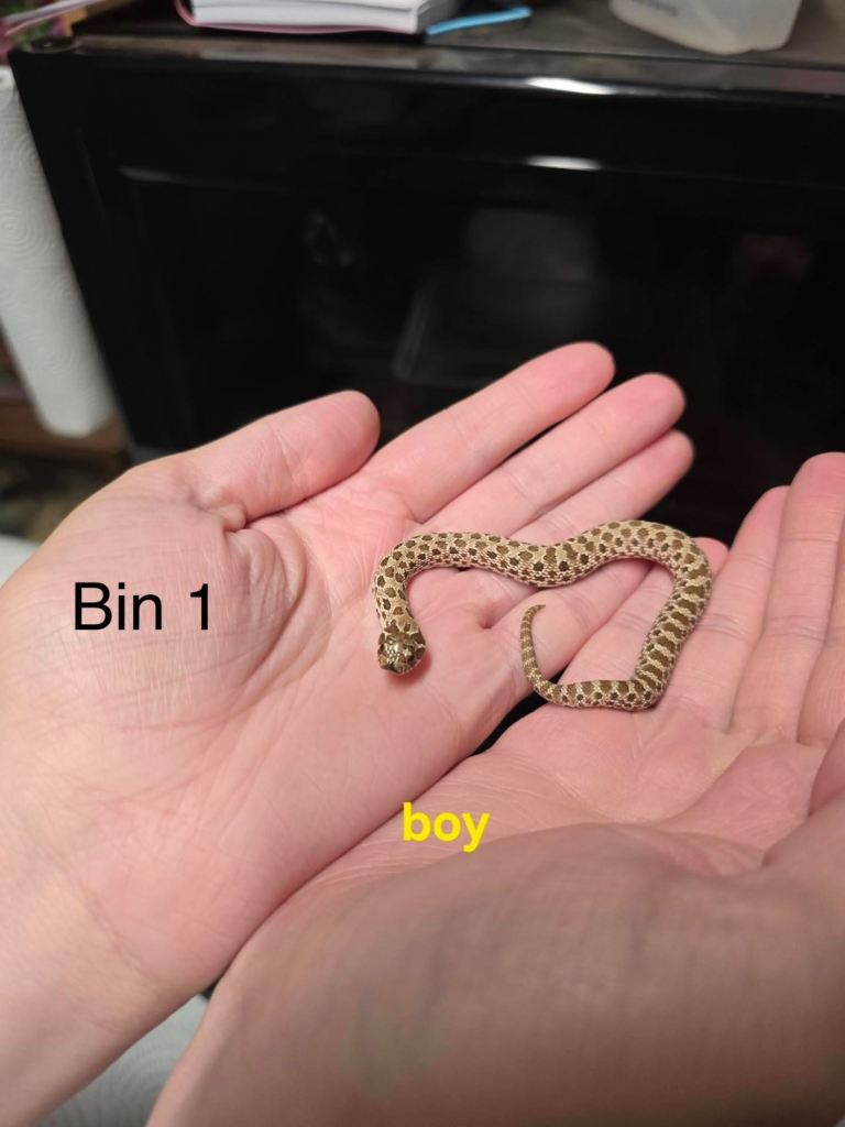 CB Western Hognose hatchlings