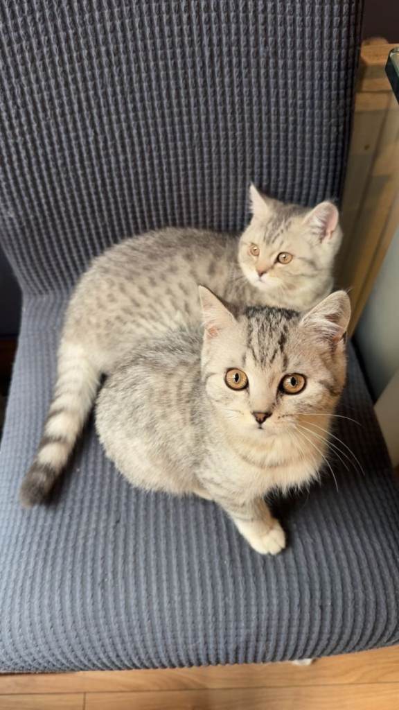 Last 1 remaining British short hair Silver pointed kittens (gccf registered) 
